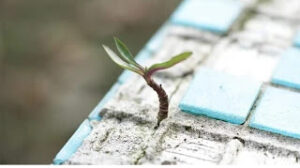 Breakthrough Innovation: Carbon Neutral Eco-Friendly Cement From Algae